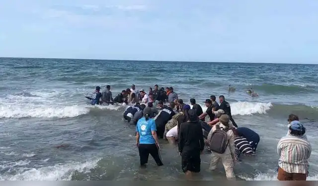 Tras varias horas de intensa labor, la ballena gris fue retornada a su hábitat.   