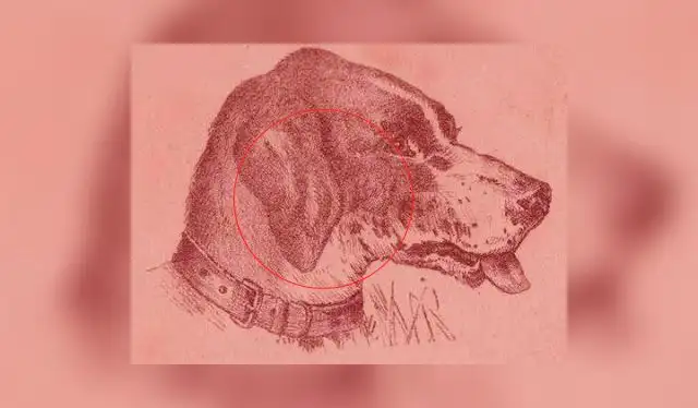 La respuesta del desafío visual / Foto: <strong>acertijosymascosas.com</strong>  