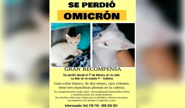 'Se perdió Omicrón': dueño de gata perdida ofrece recompensa para recuperarla / Foto: Facebook