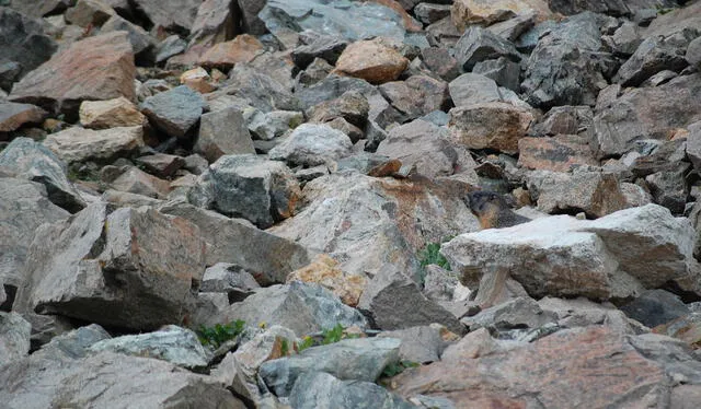  Reto visual: ¿Puedes ver al animal oculto entre las rocas? / Foto: Instagram
