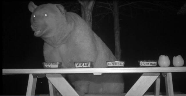 oso robaba miel apicultor Turquía catador exclusivo
