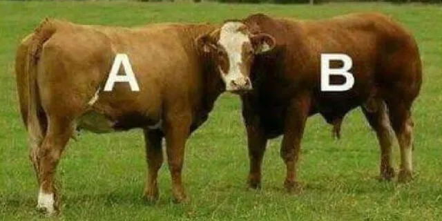 test de personalidad