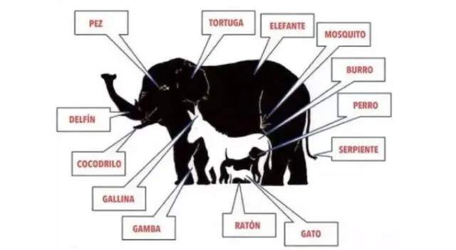 reto desafio viral 
