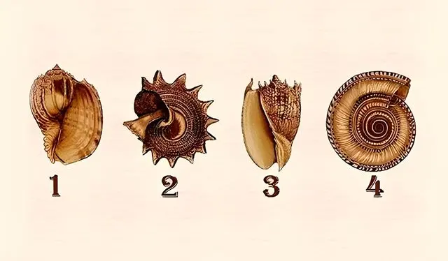  Test de personalidad: ¿Qué concha eliges?    
