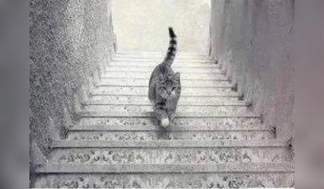  No te dejes engañar por el cariño que le tienes a tu mascota. Debes encontrar el secreto detrás de la ilusión. Foto: Pinterest.   