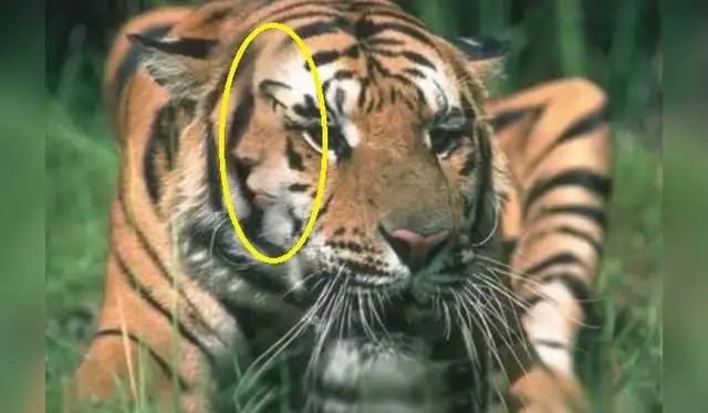 Mira el rostro que estaba oculto en el tigre de bengala.| Foto: Twitter Acertijos y Puzzles Mira el rostro que estaba oculto en el tigre de bengala.| Foto: Twitter Acertijos y Puzzles