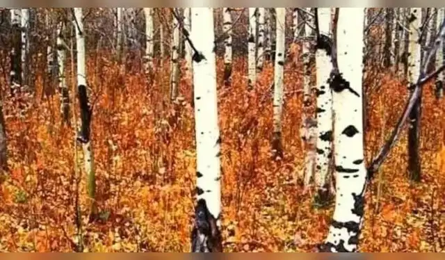 Reto visual para encontrar al lobo en menos de 10 segundos. Fuente: Cronica   