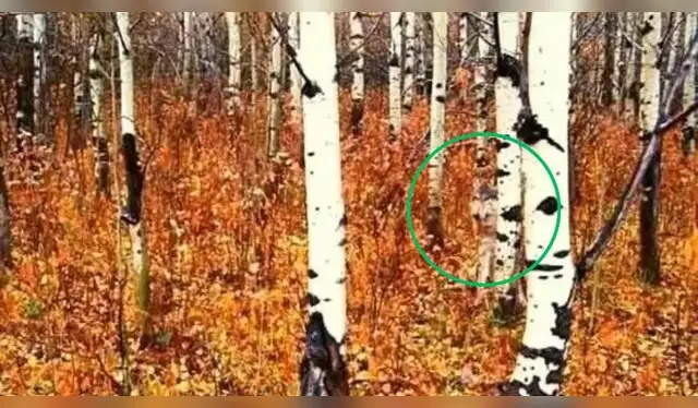 Resultado del reto viral para mentes brillantes   