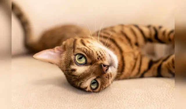gato curiosidades