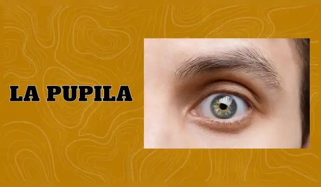 La pupila del hombre se puede dilatar hasta 7 a 9 milímetros en la oscuridad | Composición Líbero   