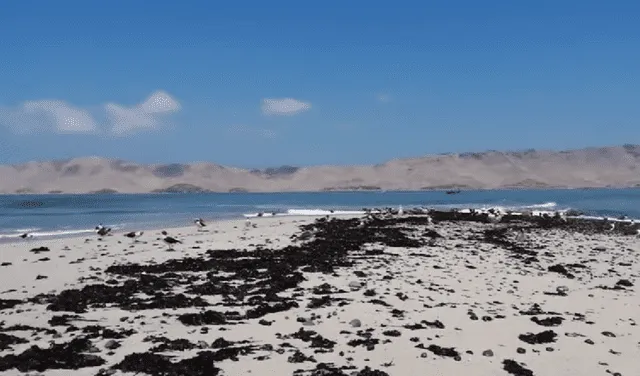 el camotal