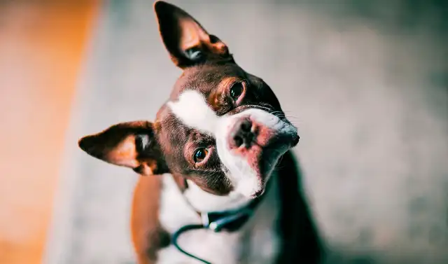 Día Mundial del Perro. Día Mundial del Perro.