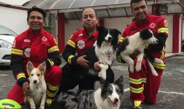 Perros Athos y Tango