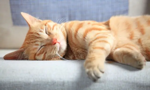 Día Internacional del Gato   