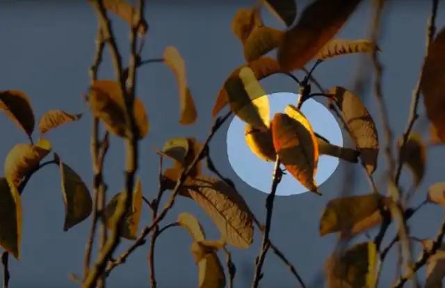 pájaro reto visual viral 5 segundos