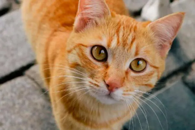 gato