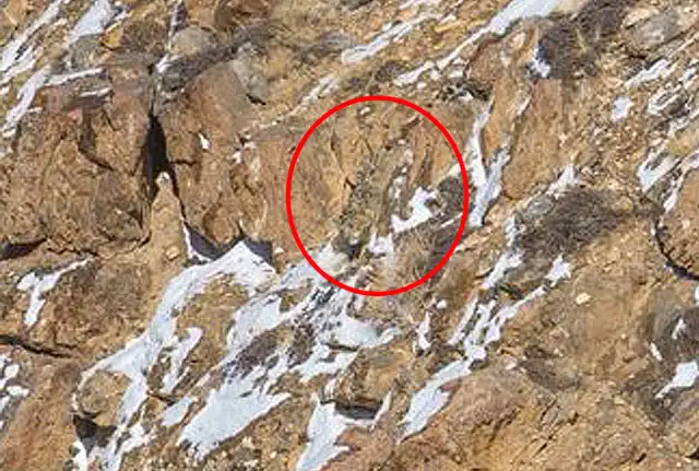 leopardo redes sociales viral montaña acertijo visual leopardo redes sociales viral montaña acertijo visual