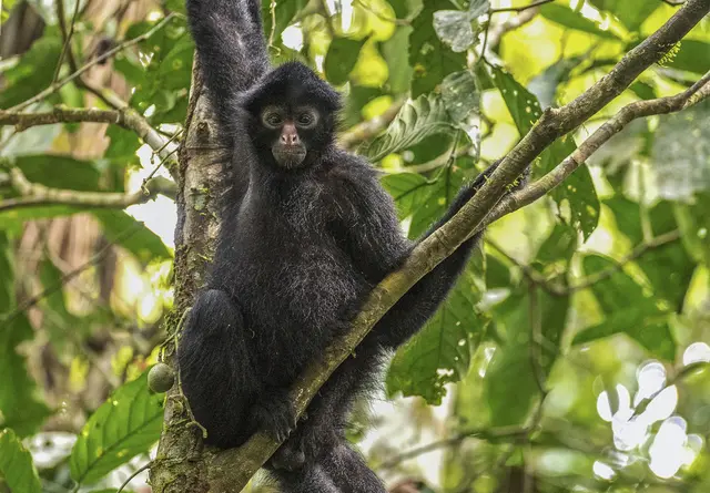 monos araña 