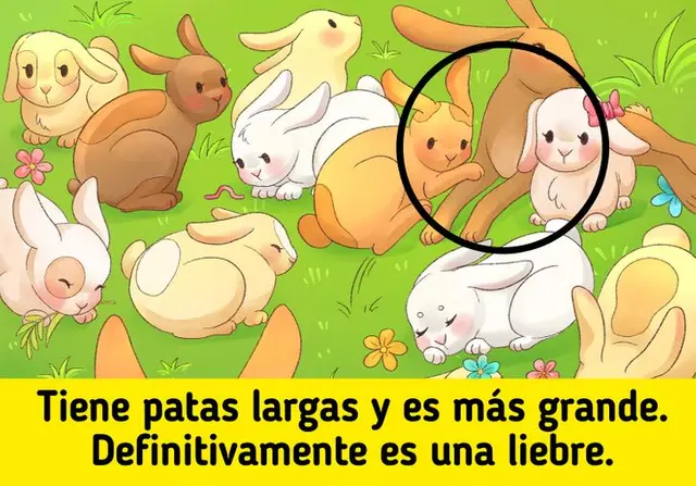reto visual