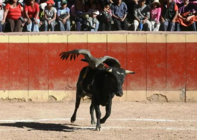 cóndor andino cóndor andino