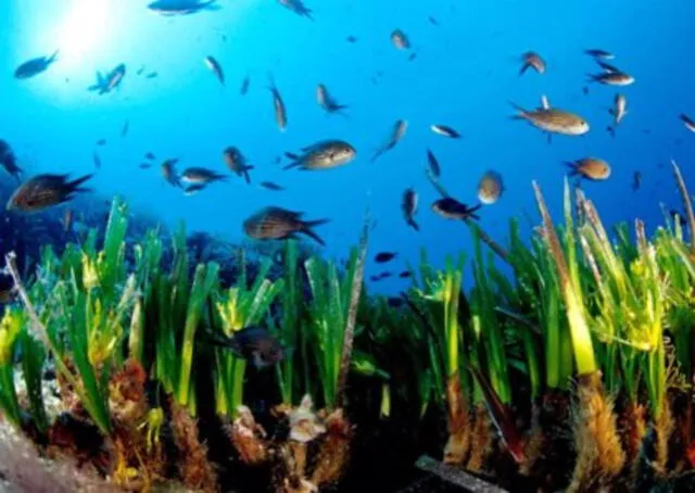 Pradera submarina