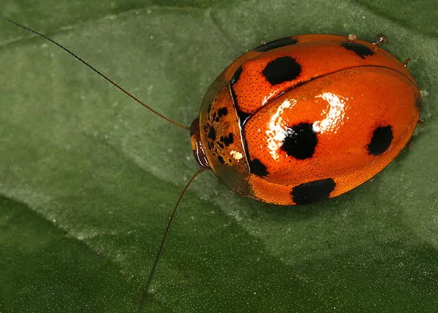 Prosoplecta sp.