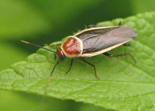 Pseudomops septentrionalis.