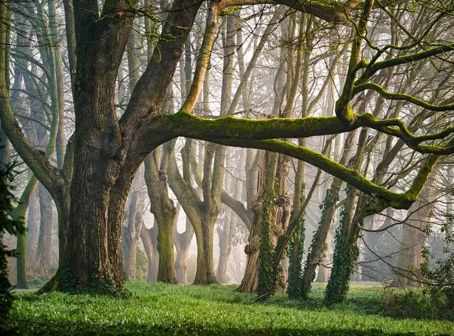  Reto visual: ¿Dónde está la ardilla oculta en la imagen? / Foto: Facebook   
