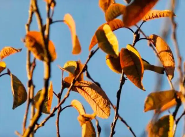 reto visual animal oculto 5 segundos