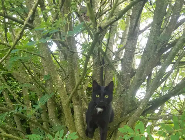 encuentra a los dos gatos ocultos en un tiempo de 15 segundos encuentra a los dos gatos ocultos en un tiempo de 15 segundos