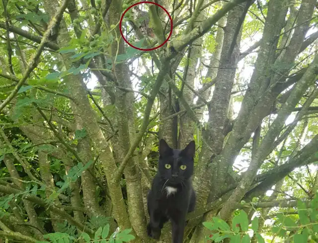 Respuesta al reto visual de ubicar al gato oculto en la imagen Respuesta al reto visual de ubicar al gato oculto en la imagen