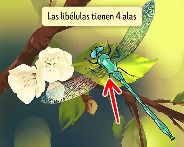 acertijo visual acertijo visual