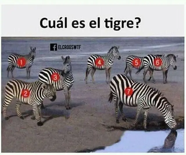 Acertijo visual: ubica al tigre infiltrado | Foto: Pinterest Acertijo visual: ubica al tigre infiltrado | Foto: Pinterest