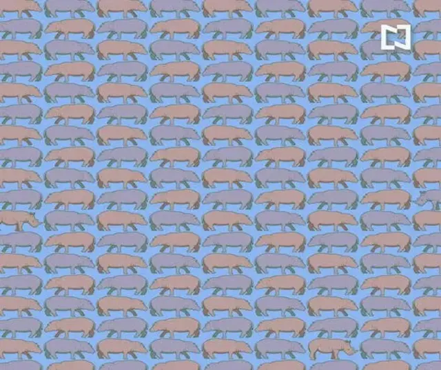 reto visual, acertijo visual