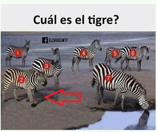 Acertijo visual: solución Acertijo visual: solución