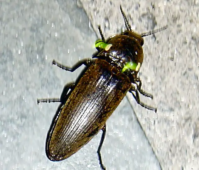 cucuya