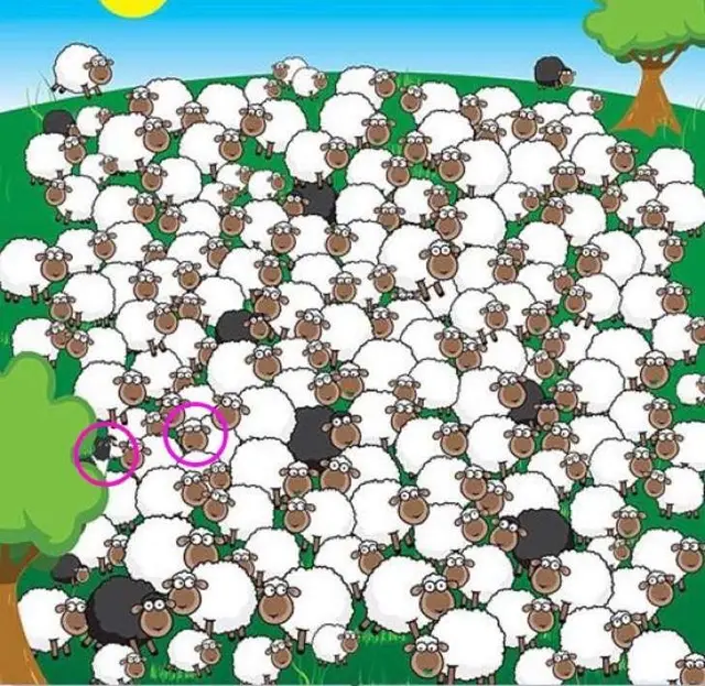 Reto viral encuentra a la oveja
