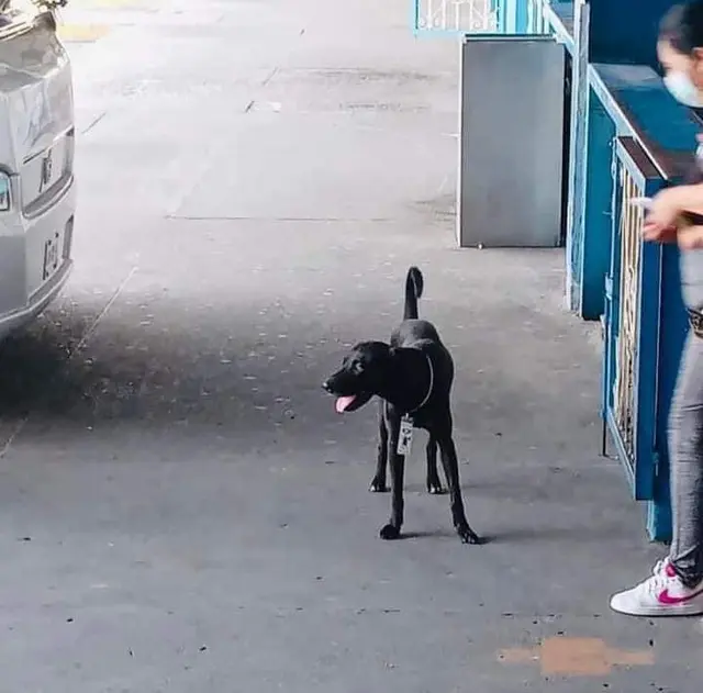 Perro callejero llega a un terminal de buses a pedir comida y ahora es 'supervisor'