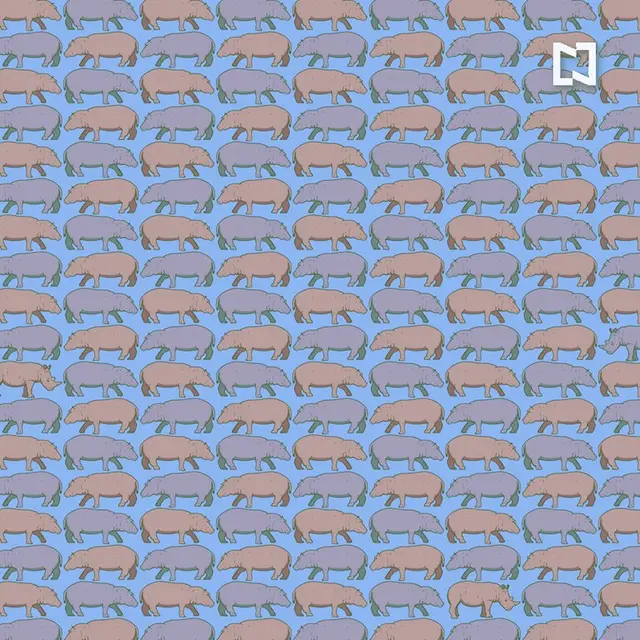 Encuentra a los rinocerontes ocultos entre los hipopótamos