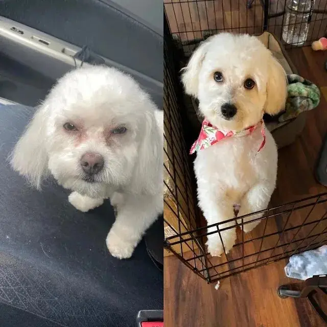 perro equivocado peluquería virales dueña perro equivocado peluquería virales dueña