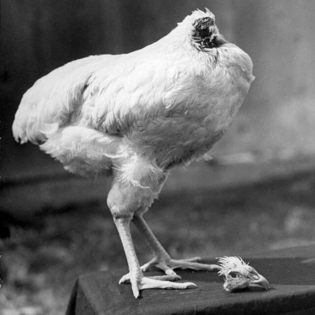 Mike, el pollo sin cabeza Mike, el pollo sin cabeza