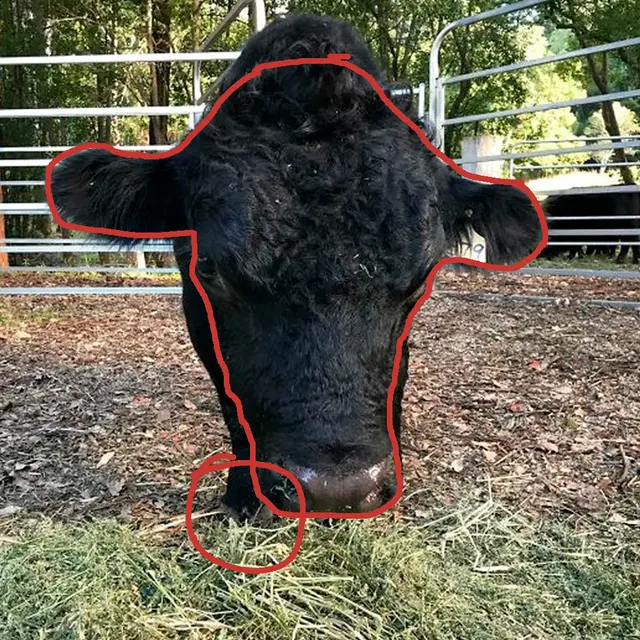 ¿Y el resto de la vaca? Intenta resolver la ilusión óptica que solo el 10% acertó