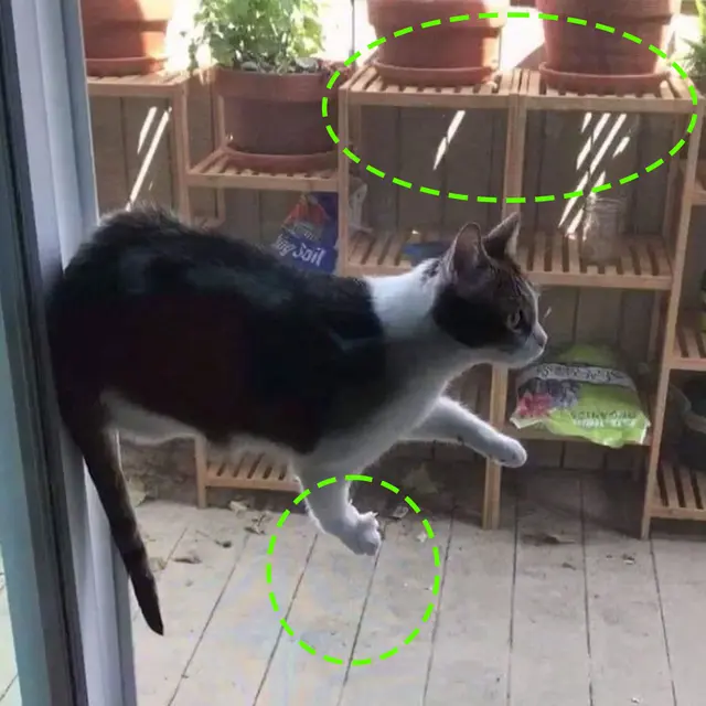 ¿Un gato volador? Resuelve la ilusión óptica que generó más de un dolor de cabeza