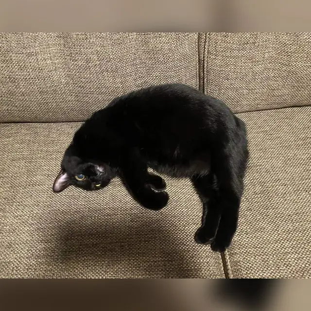 ¿Un gato que flota? Halla el sentido a esta ilusión óptica que puso en jaque a más de uno