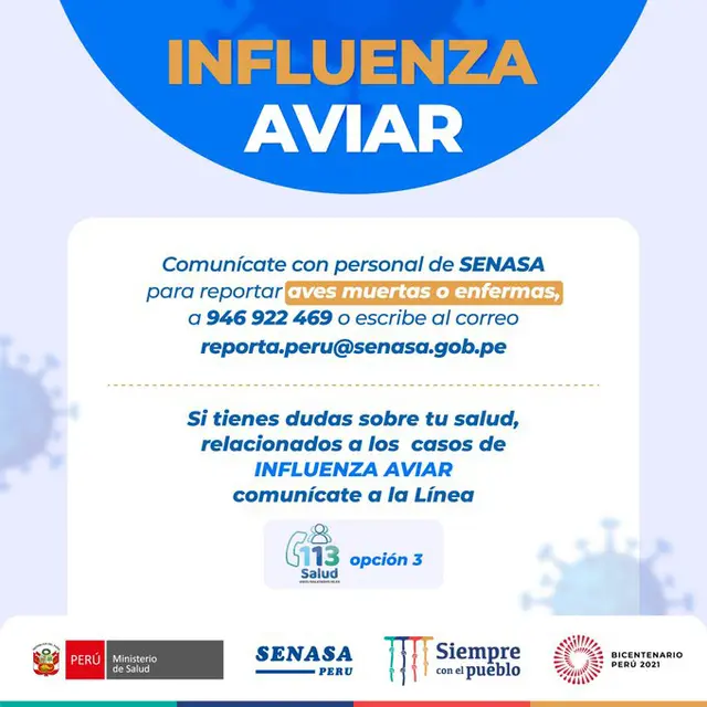 gripe aviar gripe aviar