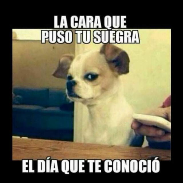 Frases por el Día Mundial de la Suegra