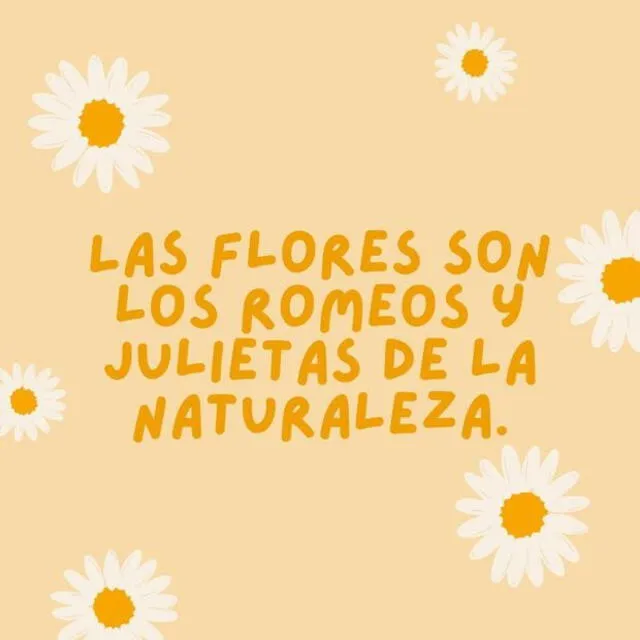 Frases flores Amarillas Frases flores Amarillas