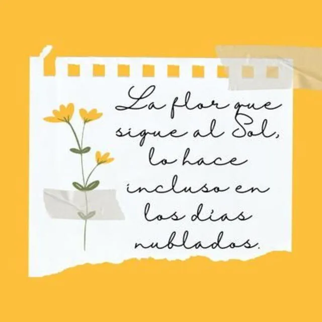 Frases flores Amarillas Frases flores Amarillas