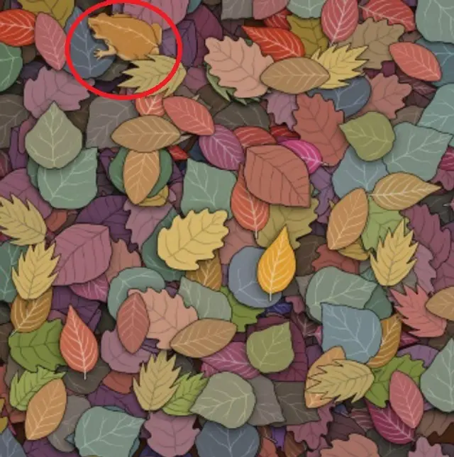 Reto visual: ,mira la rana camuflada / Foto: Pinterest Reto visual: ,mira la rana camuflada / Foto: Pinterest