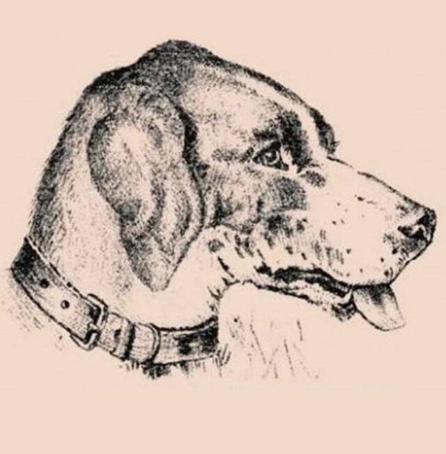 ¿Puedes buscar al dueño del perro? ¿Puedes buscar al dueño del perro?